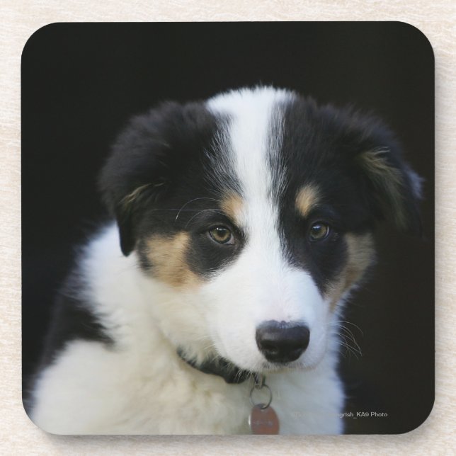 12 Wochen-alter Border-Collie-Welpe Untersetzer (Vorderseite)