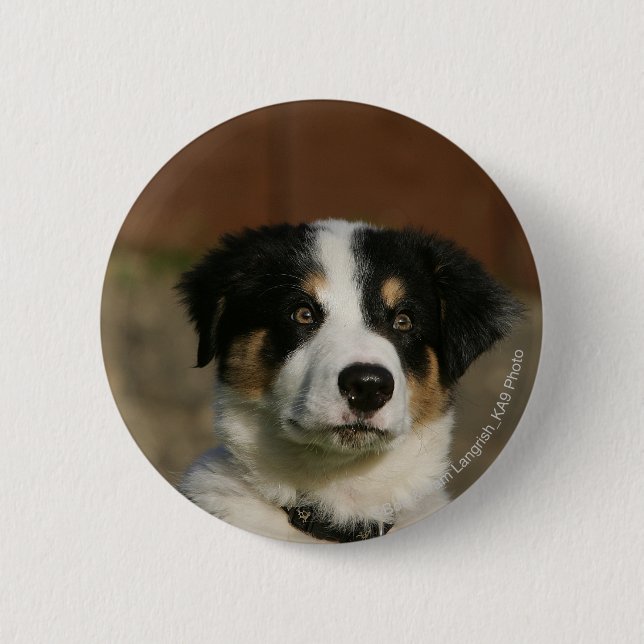 12 Wochen-alter Border-Collie-WelpeHeadshot Button (Vorderseite)