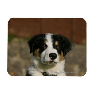 12 Wochen-alter Border-Collie-WelpeHeadshot Magnet