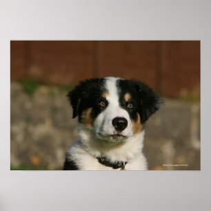 12 Wochen-alter Border-Collie-WelpeHeadshot Poster