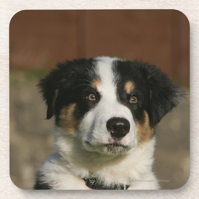 12 Wochen-alter Border-Collie-WelpeHeadshot Untersetzer (Vorderseite)