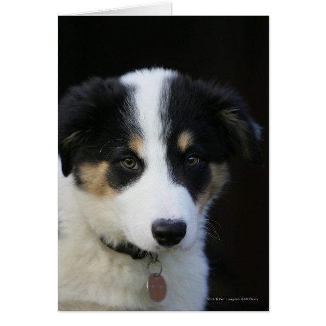 12 Wochen altes Grenz-Collie-Welpe (Vorne)