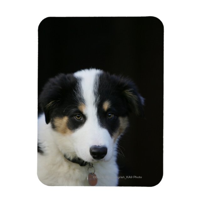 12 Wochen altes Grenz-Collie-Welpe Magnet (Vertikal)