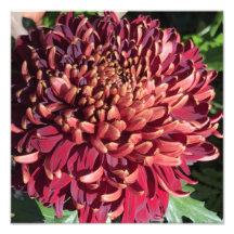 12"x12" Chrysantheme