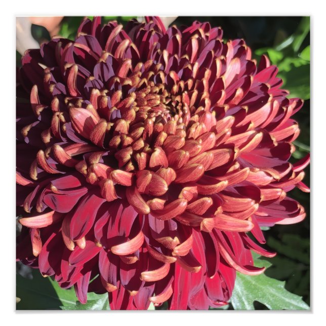 12"x12" Chrysantheme Fotodruck (Vorne)