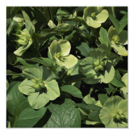 12 "x12" Grüner Hellebore Fotodruck