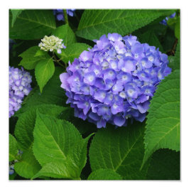 12"x12" Lavendel Hydrangea Fotodruck