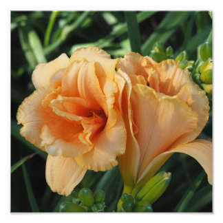 12"x12" Orange Taglilien Fotodruck