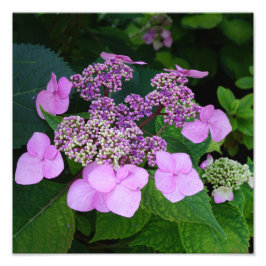 12"x12" Pink Hydrangea Fotodruck