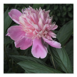 12"x12" Pink Peony Fotodruck