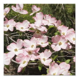 12"x12" Rosa Dogwood Fotodruck