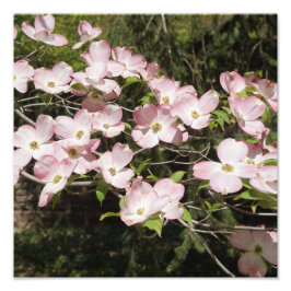 12"x12" rosa Dogwood" Fotodruck