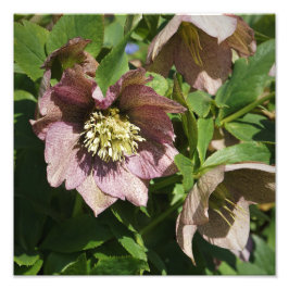 12"x12" Rosa Hellebore Fotodruck