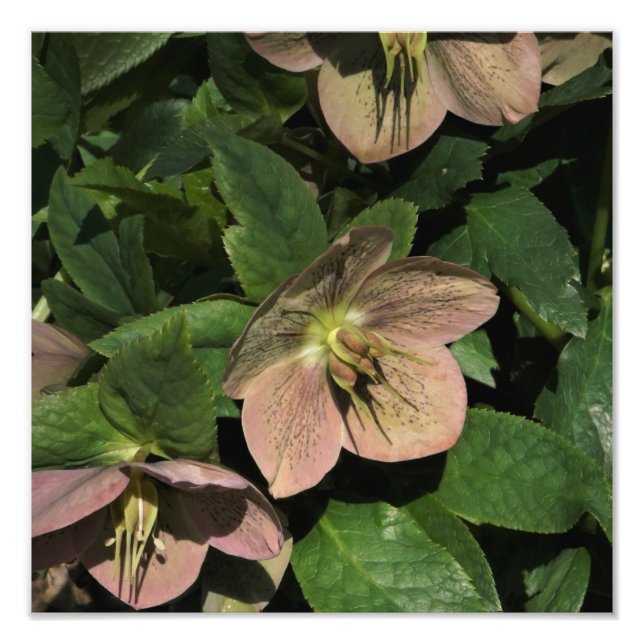 12"x12" Rosa Hellebore Fotodruck (Vorne)