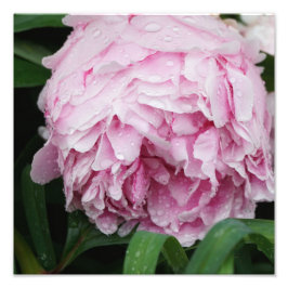 12"x12" Rosa Peony Fotodruck