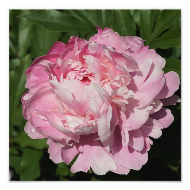 12"x12" Rosa Peony Fotodruck (Vorne)