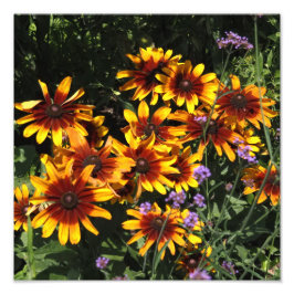 12"x12" Rudbeckia Fotodruck