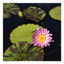 12"x12" Wasserlilie