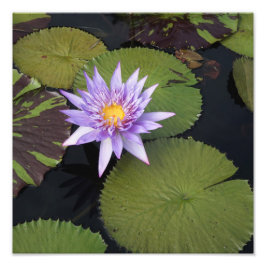 12"x12" Wasserlilie Fotodruck