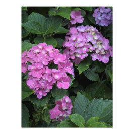 12"x16" Pink Hydrangea Fotodruck