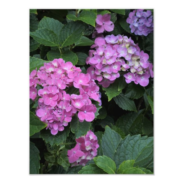 12"x16" Pink Hydrangea Fotodruck (Vorne)