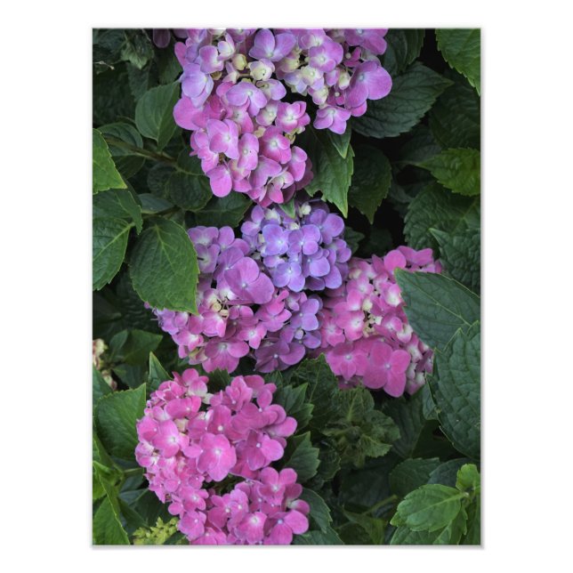 12"x16" Pink Hydrangea Fotodruck (Vorne)
