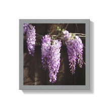 12" x 12" Lila Wisteria auf Holzzaun