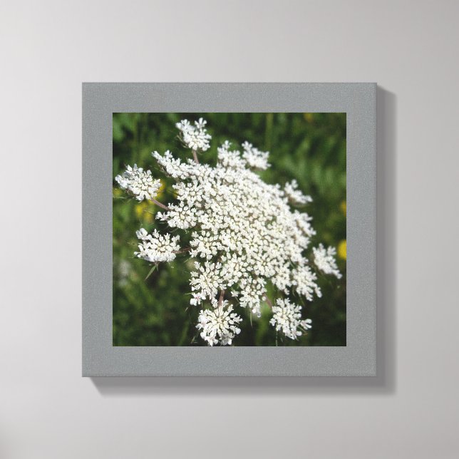 12 Zoll x 12 Zoll Weißkönigin Ann's Spitzen-Foto Leinwanddruck (Vorderseite)