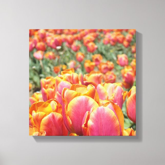 12x12 Leinwand Kunstdruck Tulip Blume Quadrat Lein (Vorderseite)