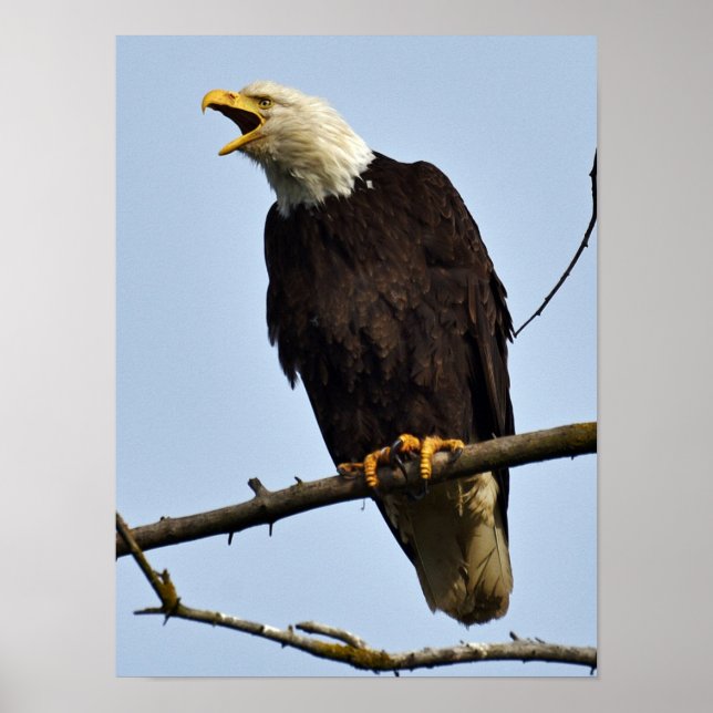 12x16 Poster (Matte) mit Adler (Vorne)