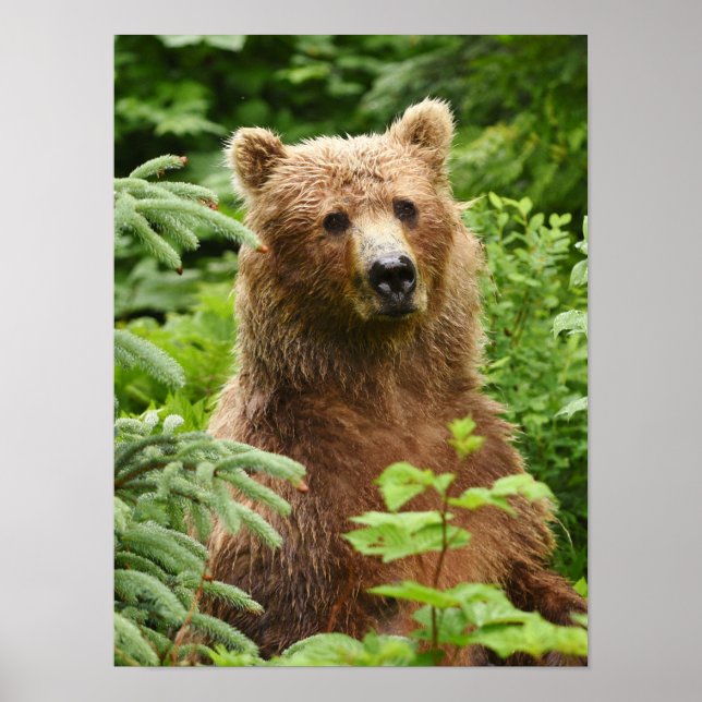 12x16 Poster (Matte) mit Grizzlybär (Vorne)