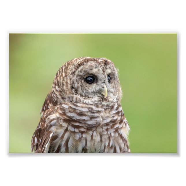 12x18 Barred Owl Portrait Fotodruck (Vorne)