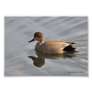 12x18 Gadwall Duck Fotodruck