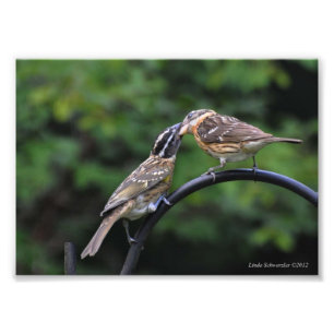 12x18 Grosbeak Mutter und Jugend Fotodruck