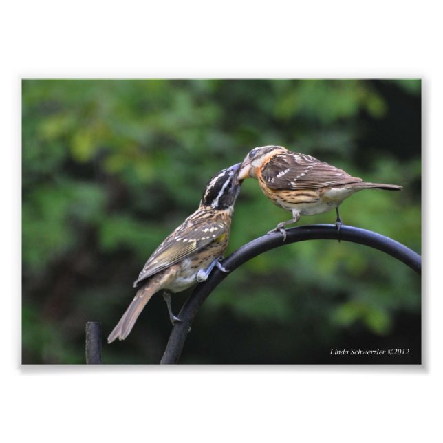 12x18 Grosbeak Mutter und Jugend Fotodruck (Vorne)