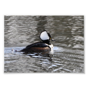 12x18 Hooded Merganser Duck Fotodruck