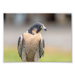 12x18 Peregrine Falcon Fotodruck