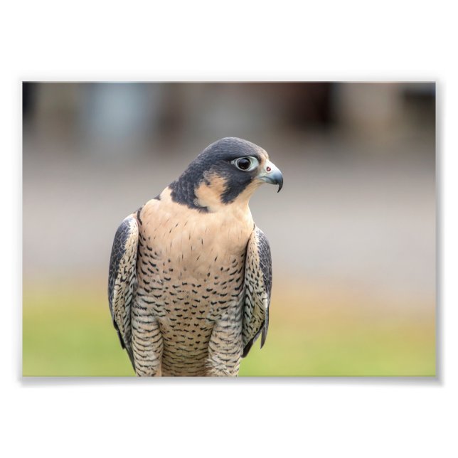 12x18 Peregrine Falcon Fotodruck (Vorne)