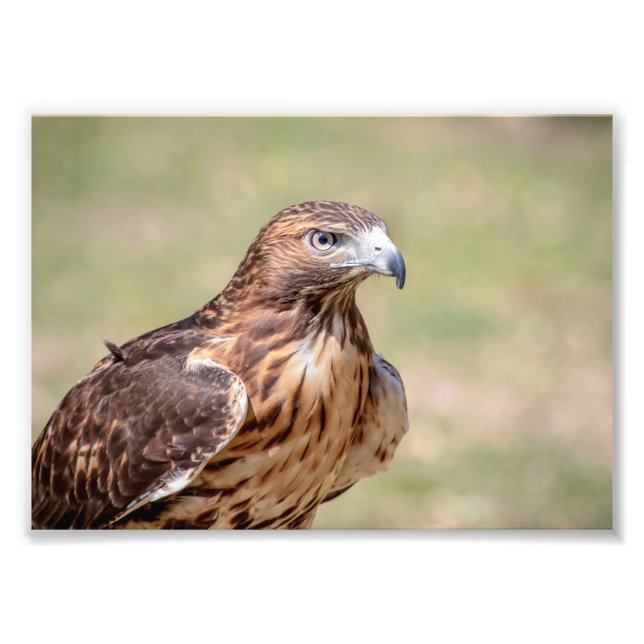 12x18 Red-Tail Hawk Fotodruck (Vorne)