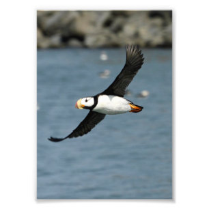 12x18 Satin-Foto von Puffin Fotodruck