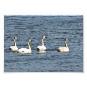 12x18 Trumpeter Swans Fotodruck