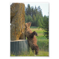 12x18 von Grizzlybär