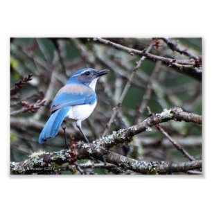 12x18 Western Blue Jay Fotodruck