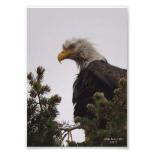 12x18 Wet Bald Eagle Fotodruck