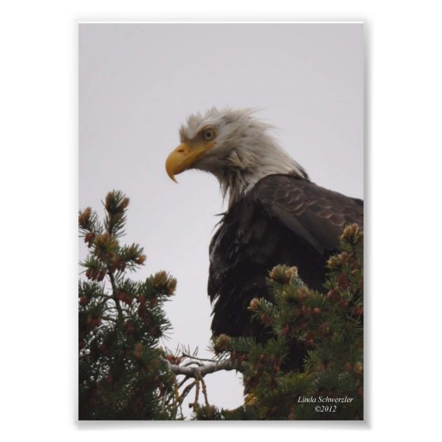 12x18 Wet Bald Eagle Fotodruck (Vorne)