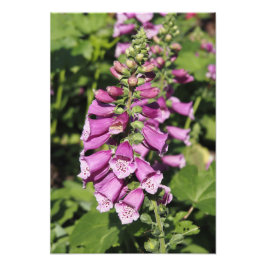 13"x19" Fingerhut Fotodruck