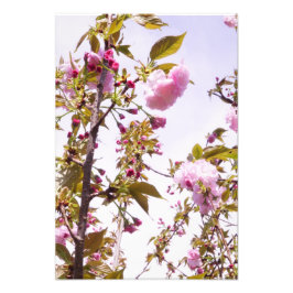 13"x19" Kirschblüten Fotodruck