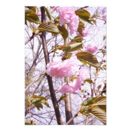 13"x19" Kirschblüten Fotodruck