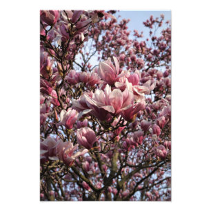 13"x19" Pink Magnolia Trees Fotodruck