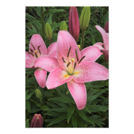 13"x19" Rosa Lilie Fotodruck